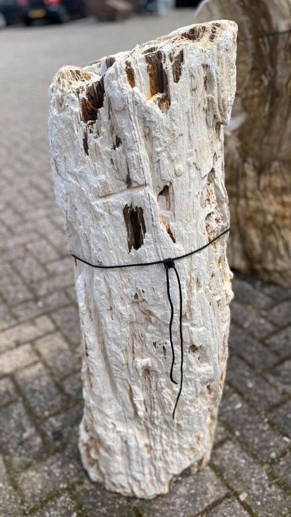 Grafsteen versteend hout 48361