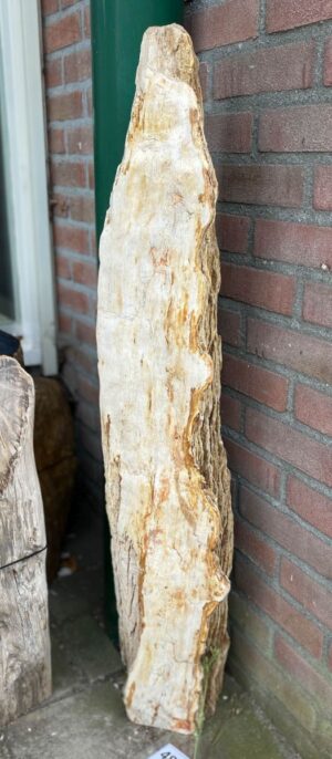 Grafsteen versteend hout 48363