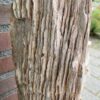 Grafsteen versteend hout 48363