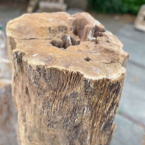 Lápida madera petrificada 48059