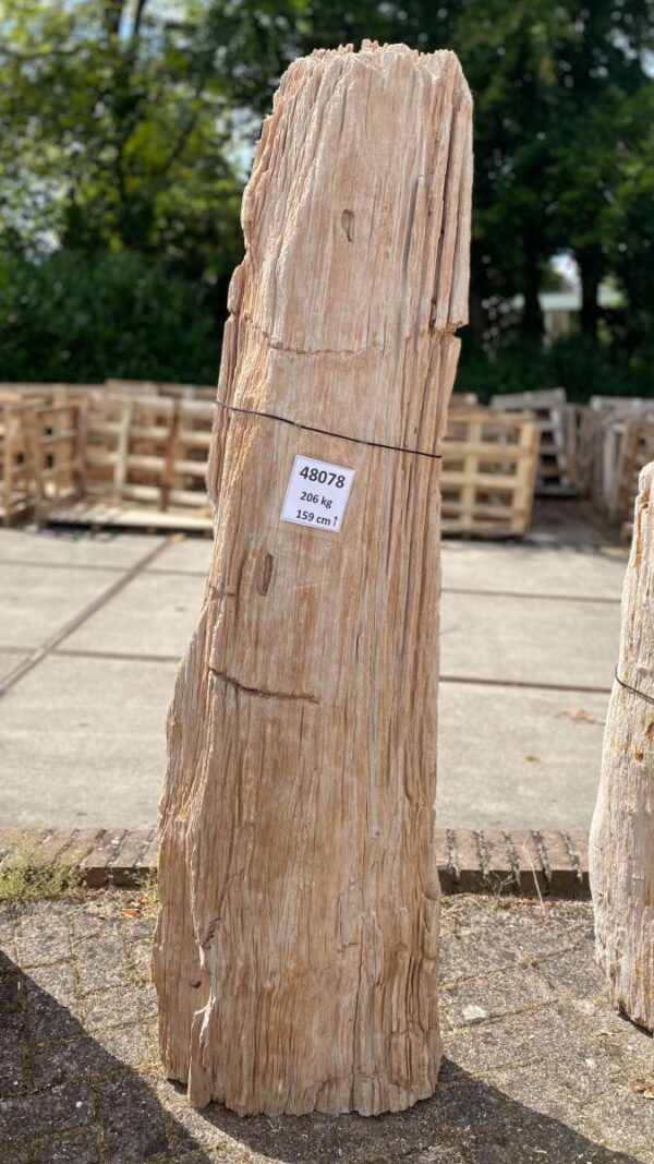 Lápida madera petrificada 48078