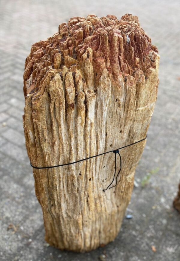 Lápida madera petrificada 48097