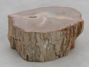 Lápida madera petrificada 48181