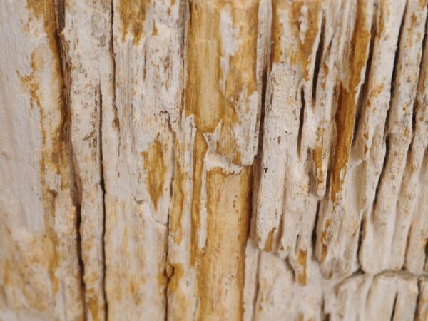 Lápida madera petrificada 48316