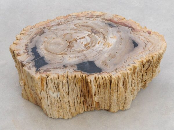 Lápida madera petrificada 48316