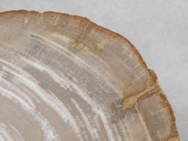 Memorial stone petrified wood 48034