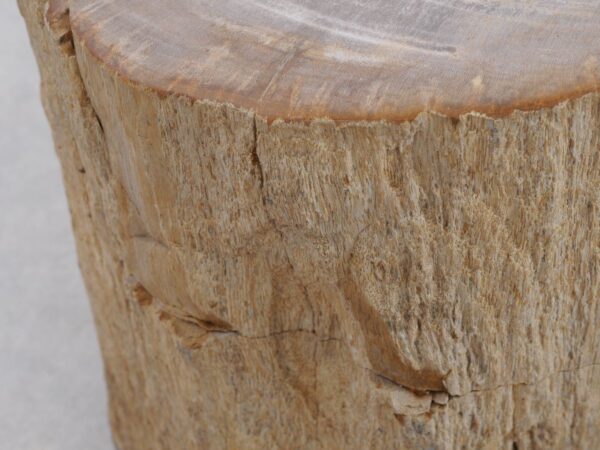 Memorial stone petrified wood 48034