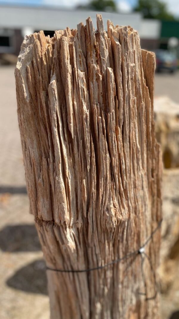Memorial stone petrified wood 48078