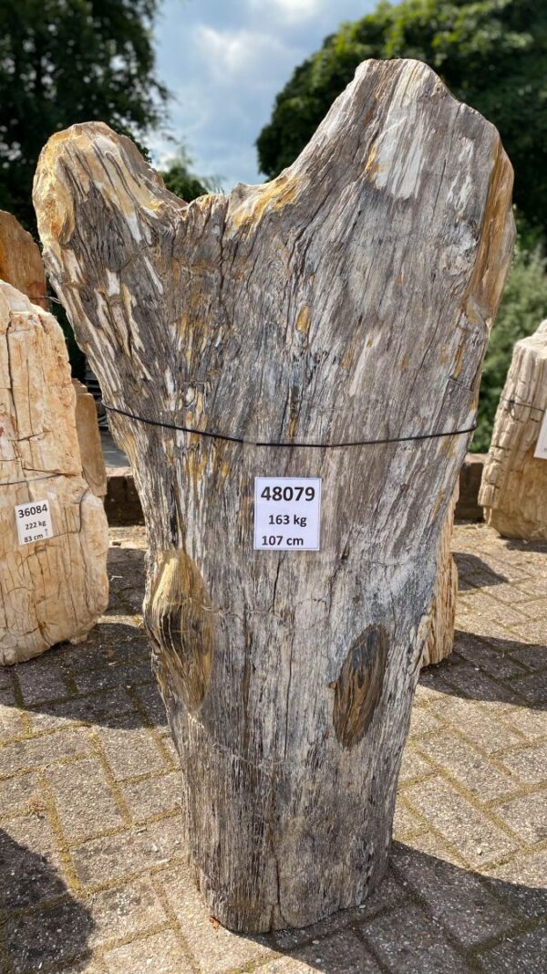 Memorial stone petrified wood 48079
