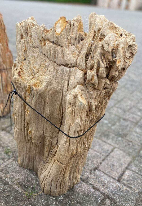 Memorial stone petrified wood 48084