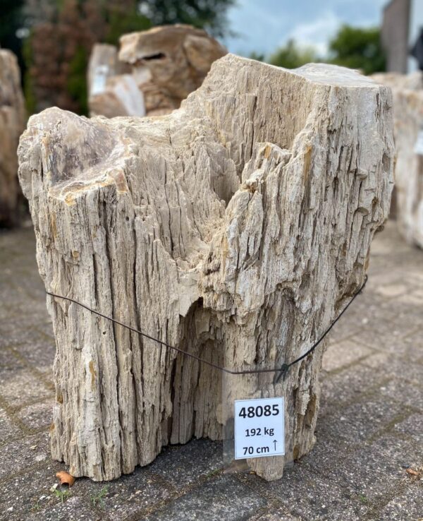 Memorial stone petrified wood 48085