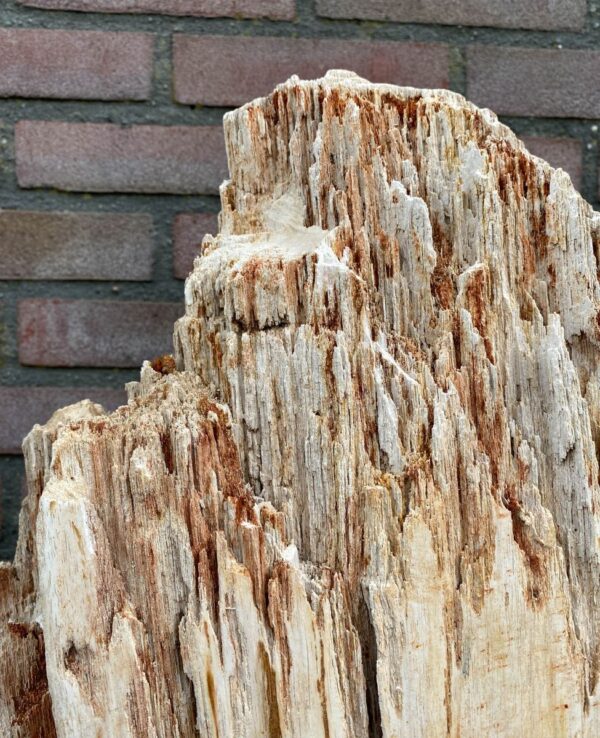 Memorial stone petrified wood 48104