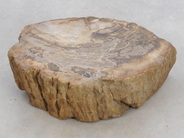 Memorial stone petrified wood 48122