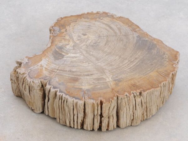 Memorial stone petrified wood 48123