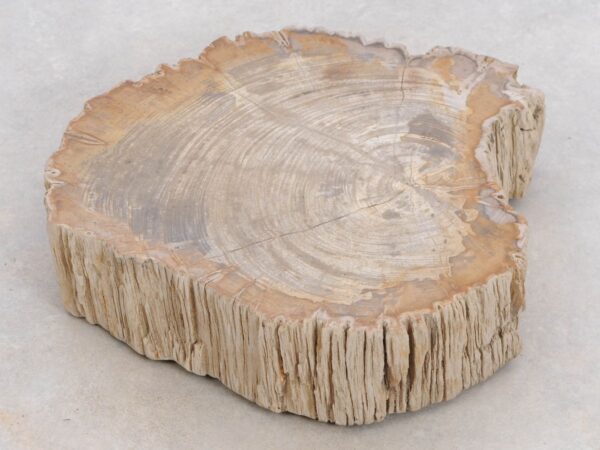 Memorial stone petrified wood 48123