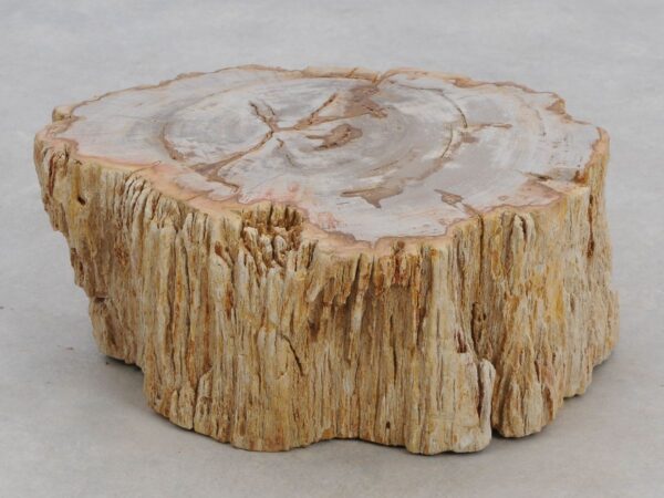 Memorial stone petrified wood 48182