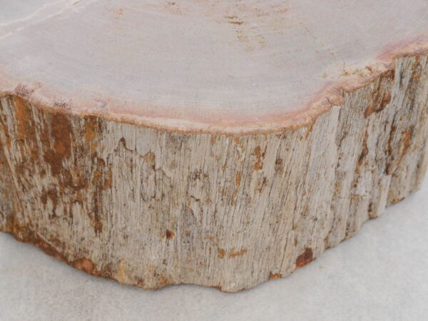 Memorial stone petrified wood 48183a