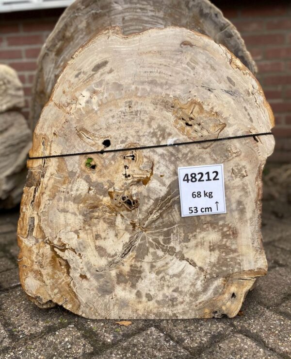 Memorial stone petrified wood 48212