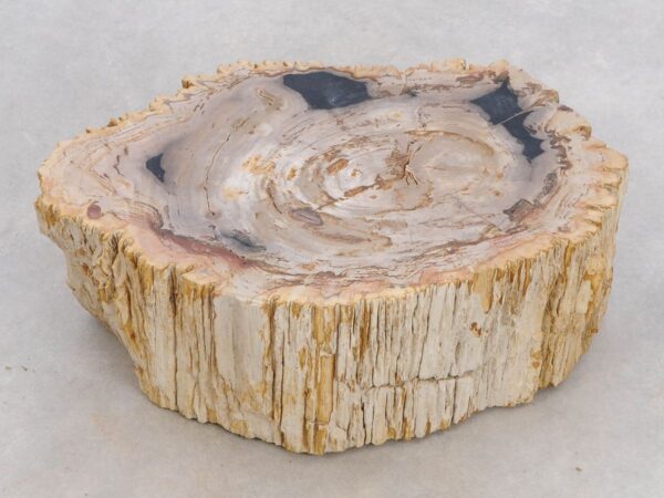 Memorial stone petrified wood 48316