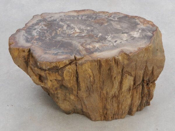 Memorial stone petrified wood 48348