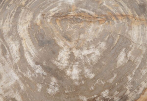 Mesa de centro madera petrificada 48166