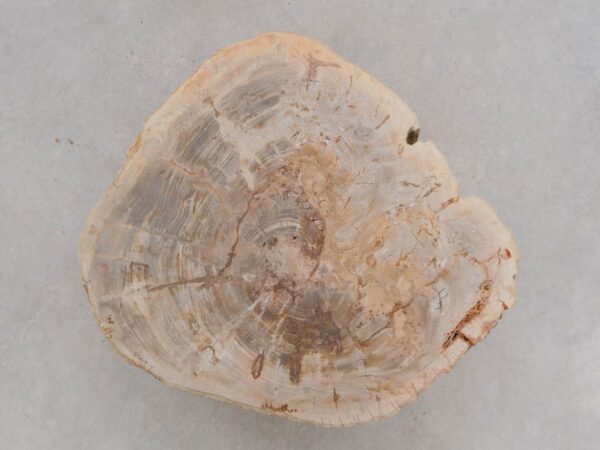 Mesilla madera petrificada 48179
