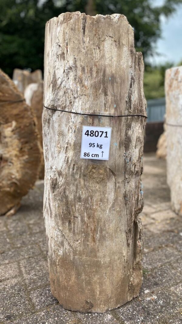 Pierre tombale bois pétrifié 48071
