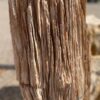 Pierre tombale bois pétrifié 48078