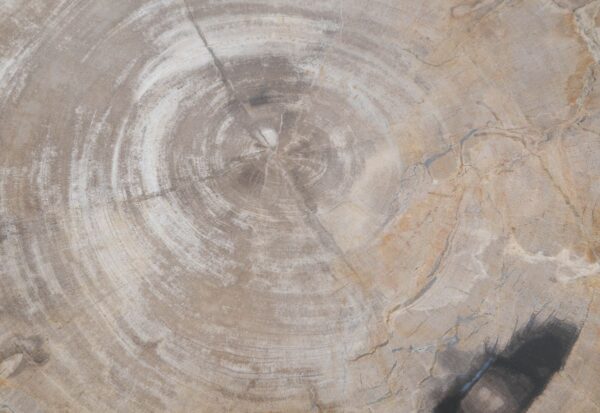 Salontafel versteend hout 48170