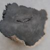 Side table petrified wood 47161