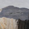 Side table petrified wood 47161