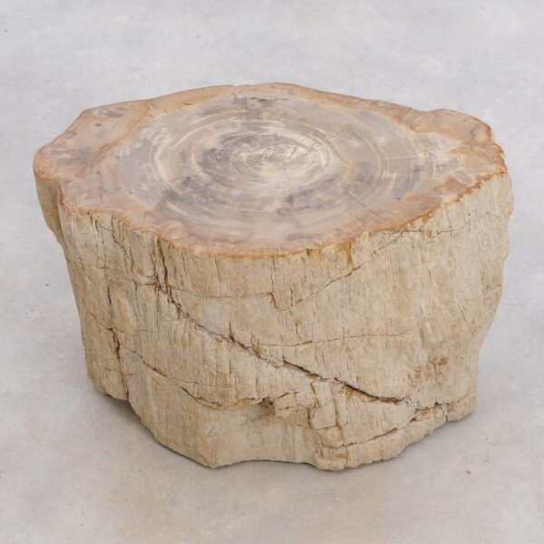 Side table petrified wood 48002