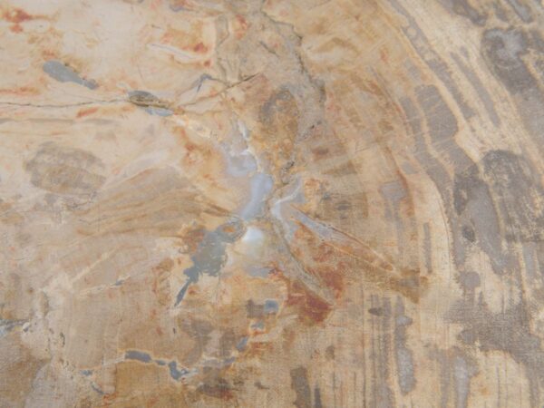 Side table petrified wood 48003