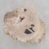 Side table petrified wood 48008