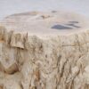 Side table petrified wood 48008