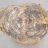 Side table petrified wood 48019