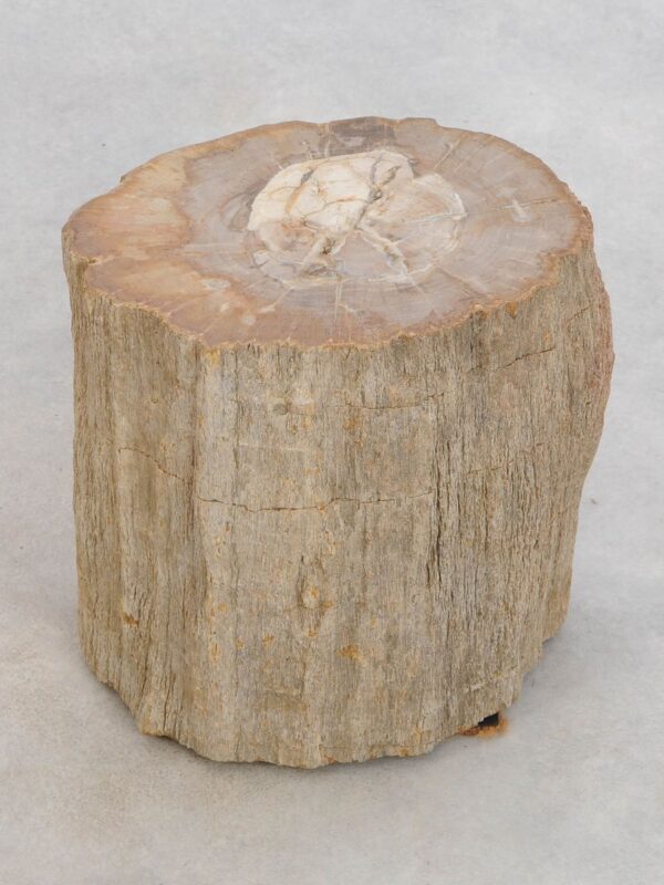 Side table petrified wood 48044