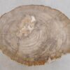 Side table petrified wood 48112