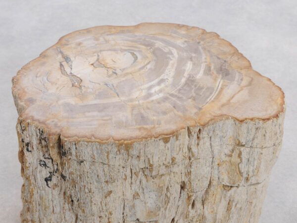 Side table petrified wood 48113
