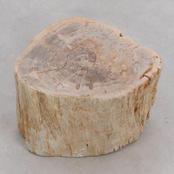 Side table petrified wood 48179