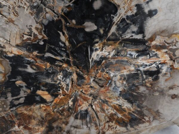 Side table petrified wood 48347