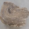 Side table petrified wood 48350