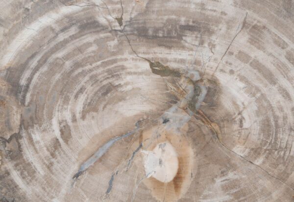 Table basse bois pétrifié 48332