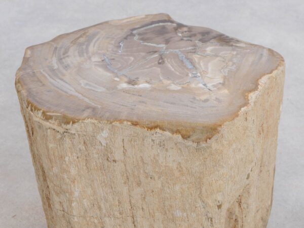 Table d'appoint bois pétrifié 48036