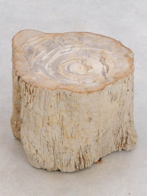 Table d'appoint bois pétrifié 48113