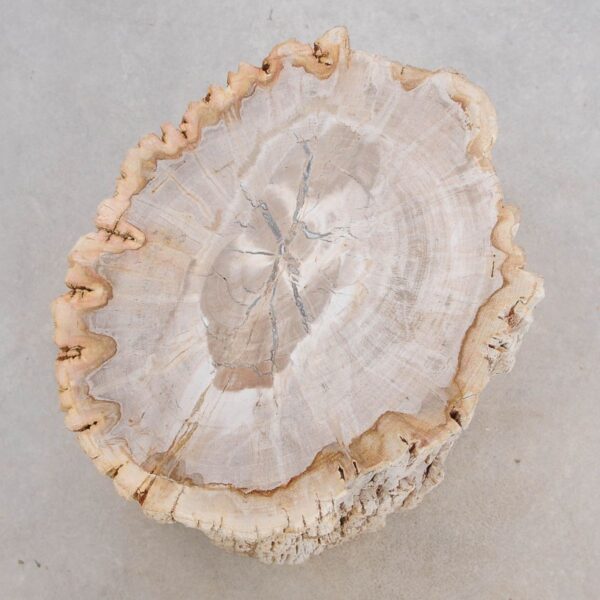 Beistelltisch versteinertes Holz 49112