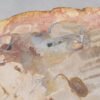 Coffee table petrified wood 48148