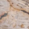 Coffee table petrified wood 48152