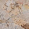 Coffee table petrified wood 48152