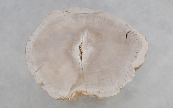 Coffee table petrified wood 49157
